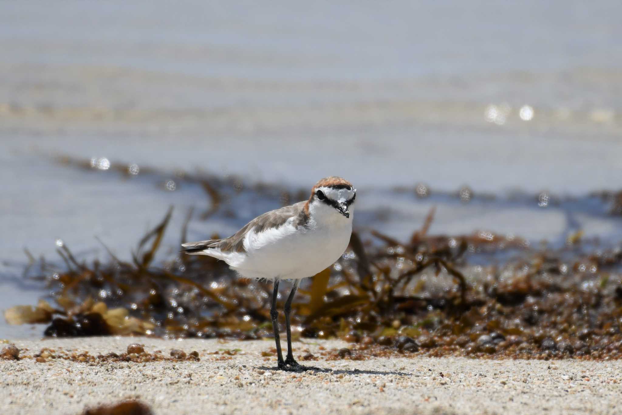 Red-capped Plover