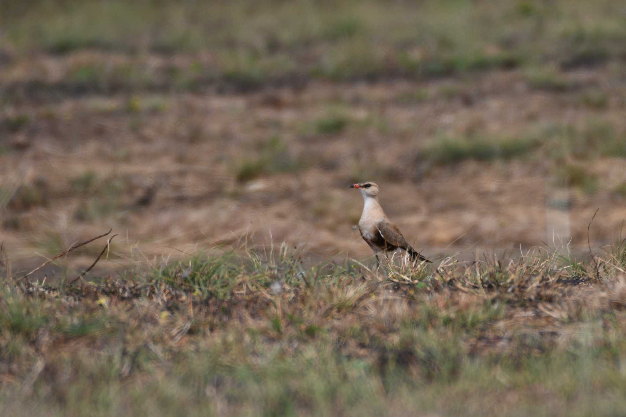 Photo of Australian Pratincole at オーストラリア,ケアンズ～アイアインレンジ by でみこ