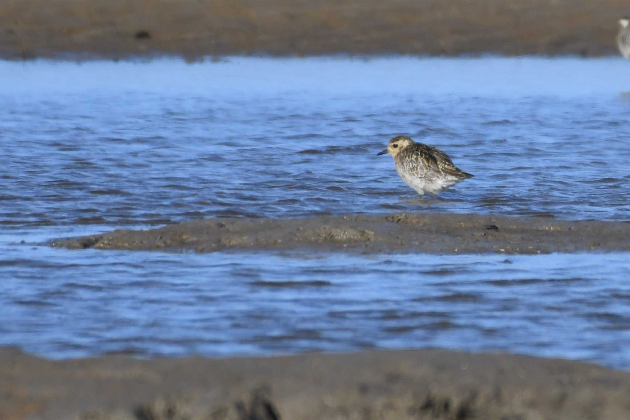 Pacific Golden Plover