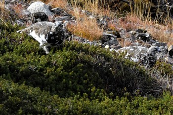 ライチョウ 室堂平 2019年11月3日(日)