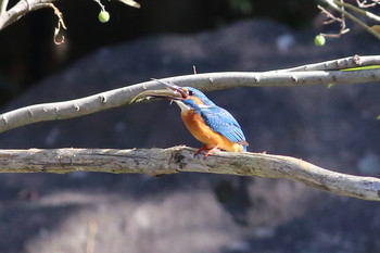 Common Kingfisher Unknown Spots Tue, 11/5/2019