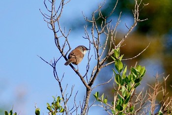 Sardinian Warbler Fort de la Revère France Sun, 10/13/2019