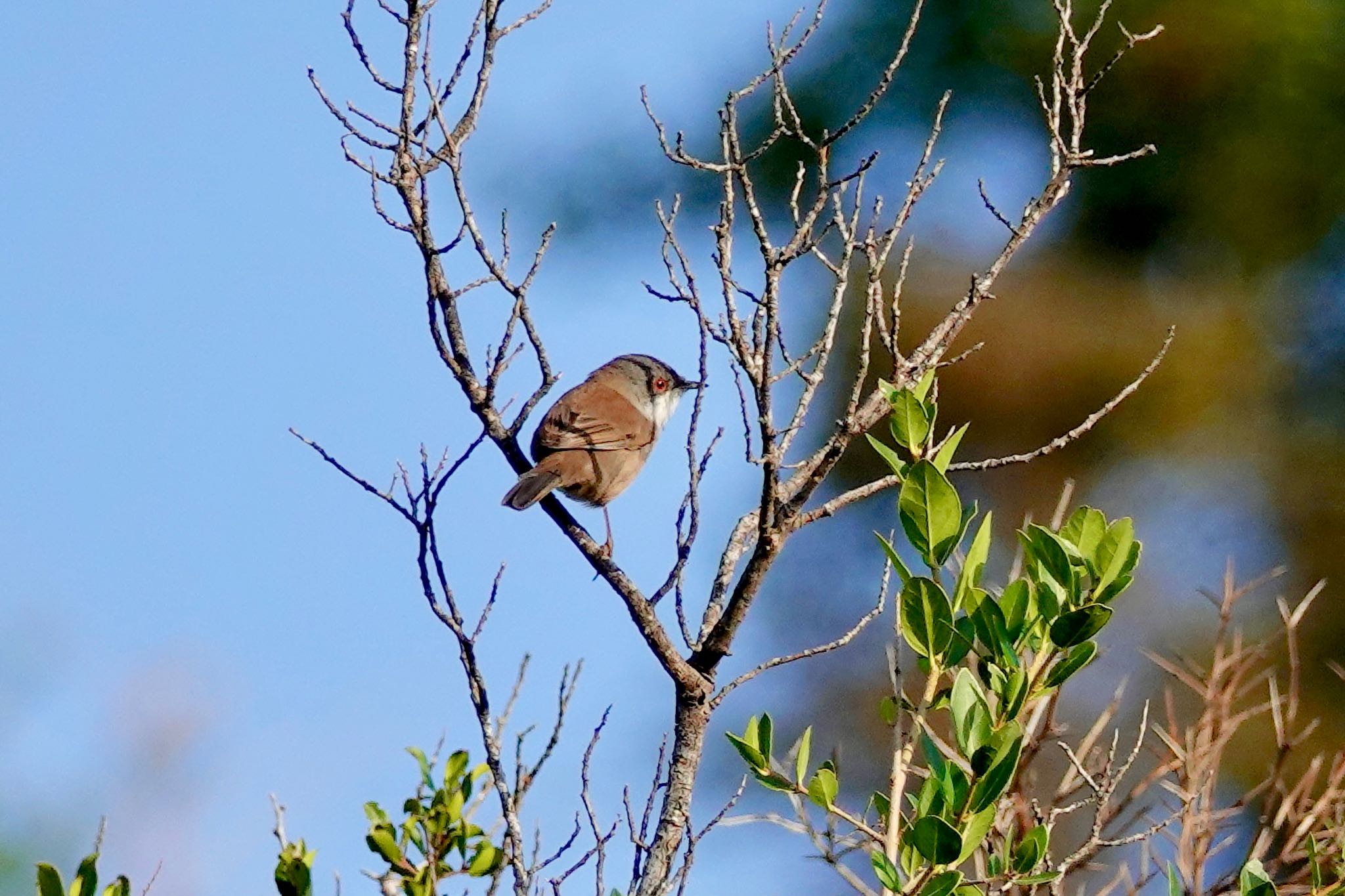 Sardinian Warbler