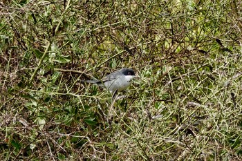 Sardinian Warbler Fort de la Revère France Sun, 10/13/2019