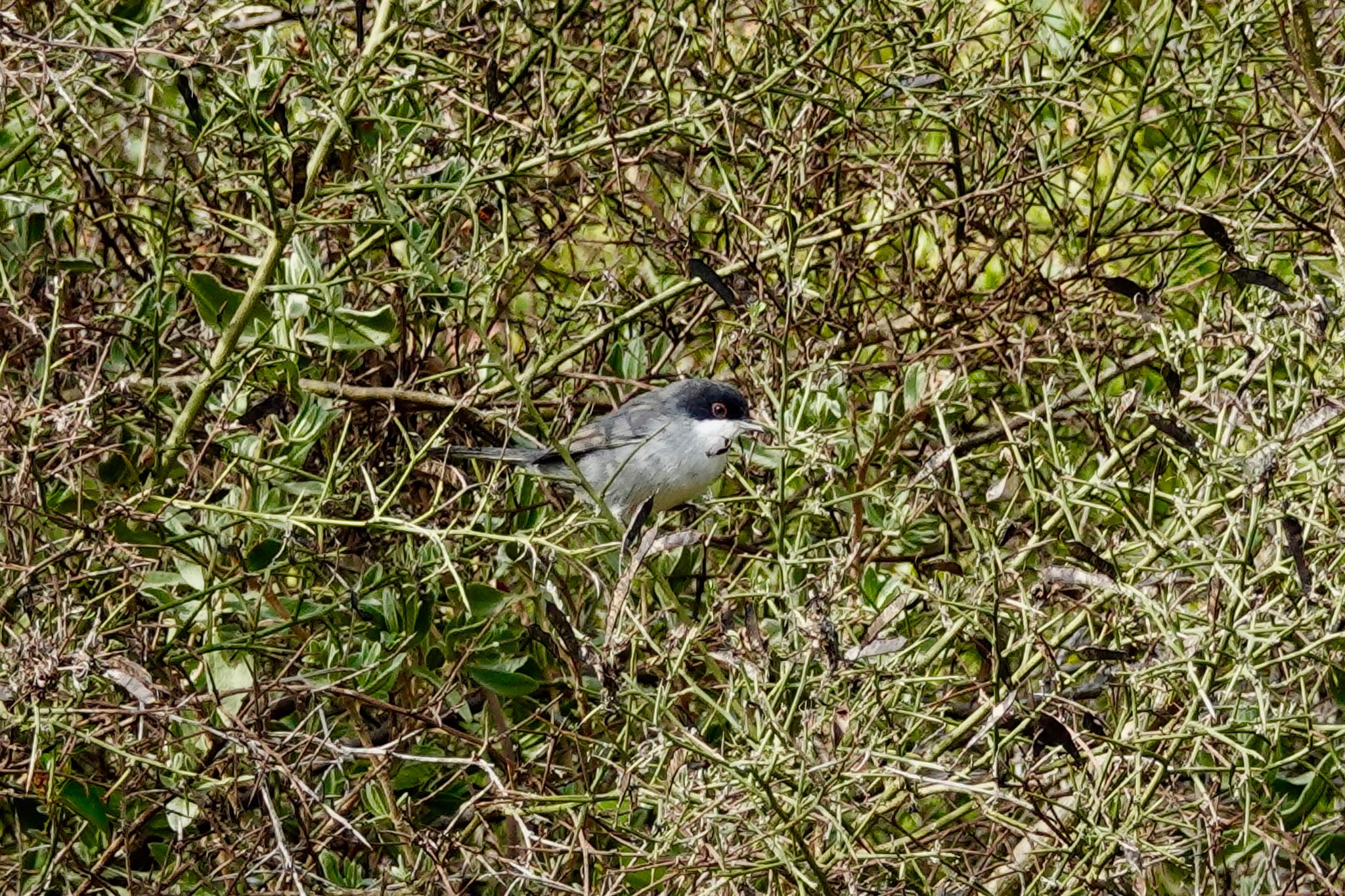 Photo of Sardinian Warbler at Fort de la Revère France by のどか