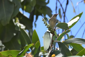 Brown-backed Honeyeater