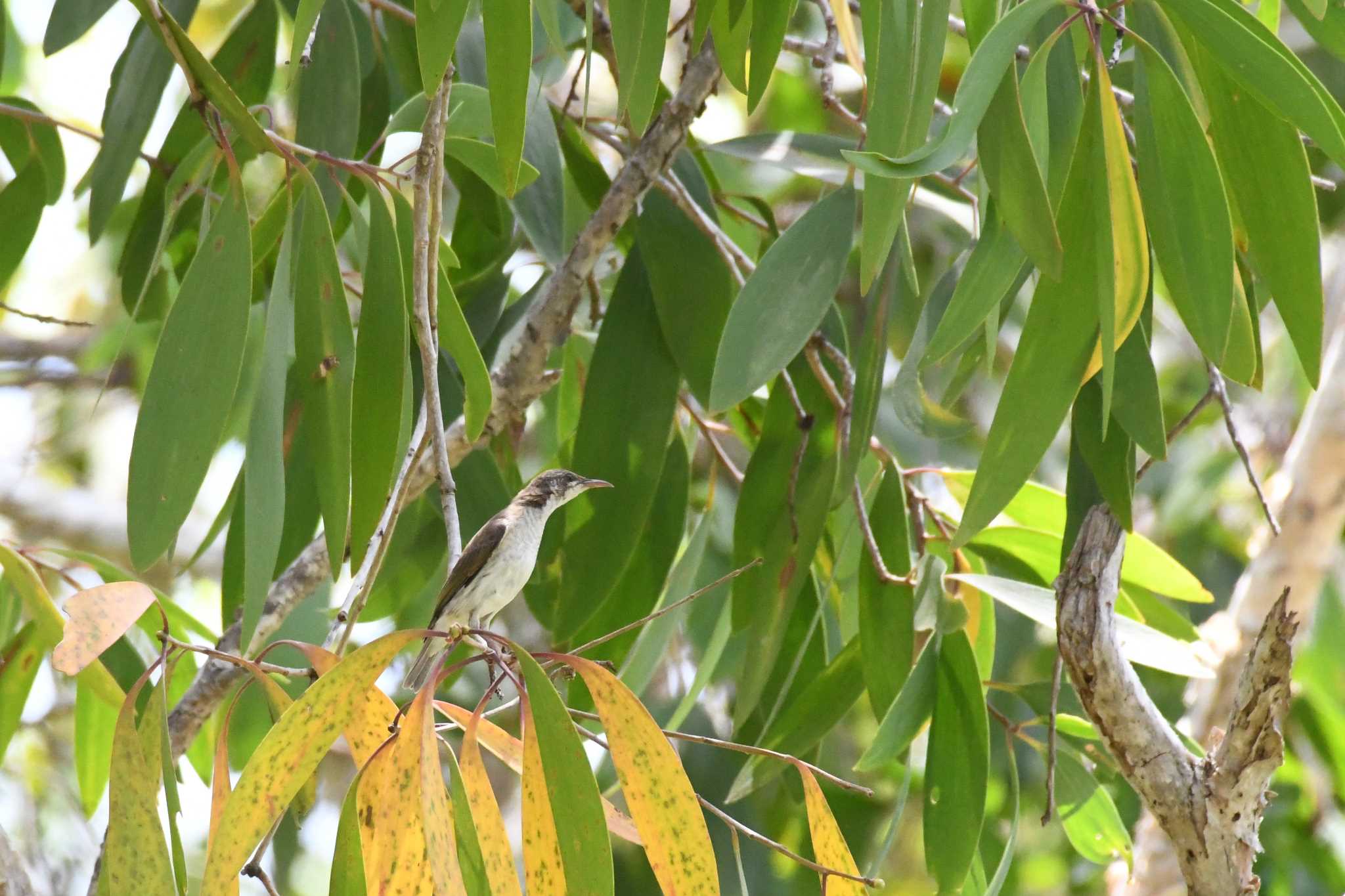 Brown-backed Honeyeater