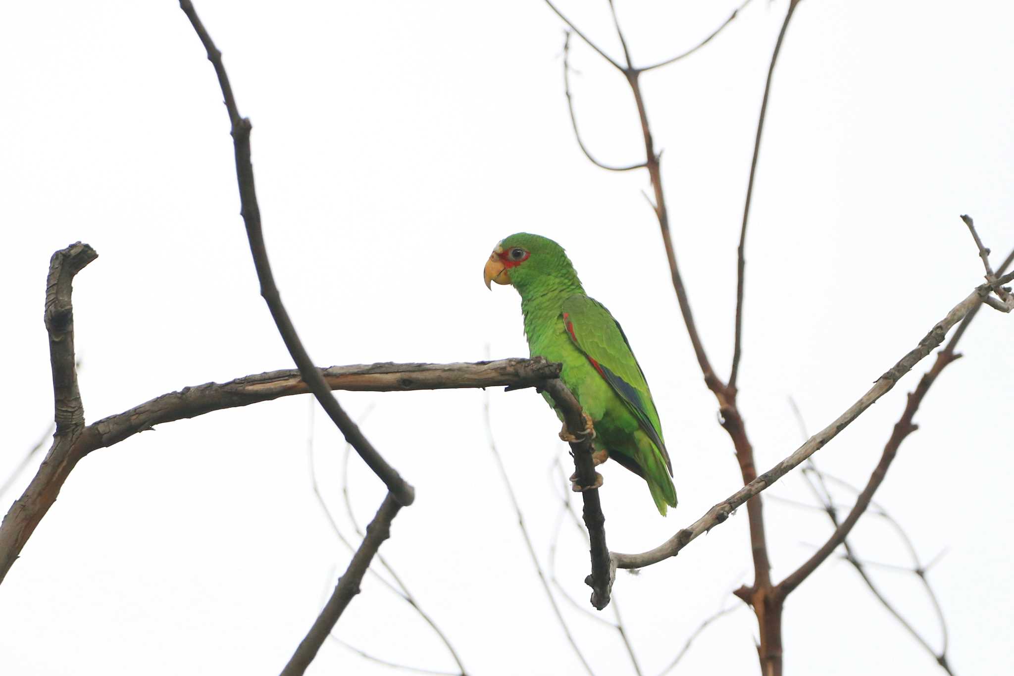 メトロポリタノ・ラ・サバナ公園 アカビタイイロオインコの写真 by とみやん