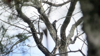 2019年11月4日(月) 北大研究林(北海道大学苫小牧研究林)の野鳥観察記録