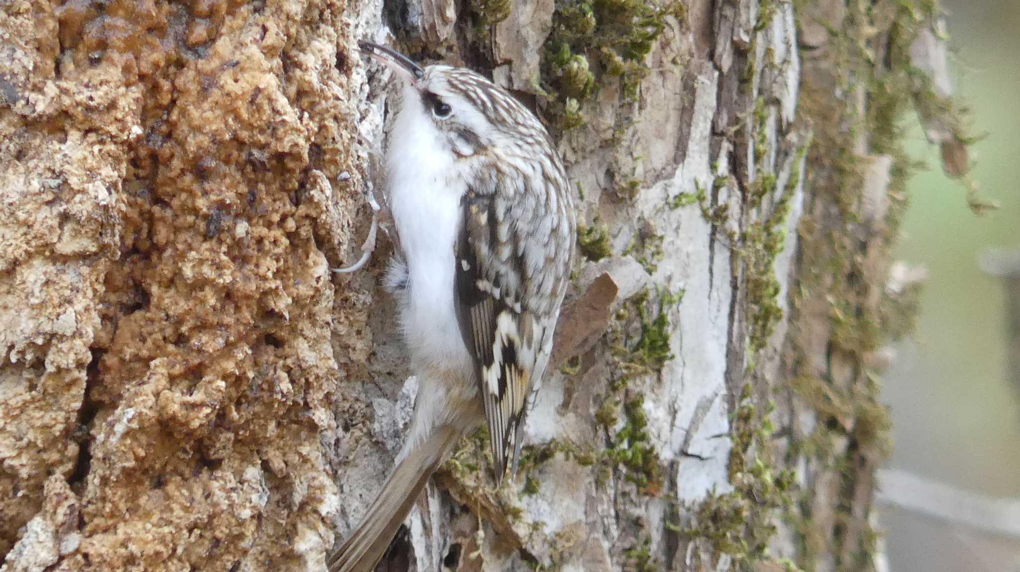 キタキバシリ