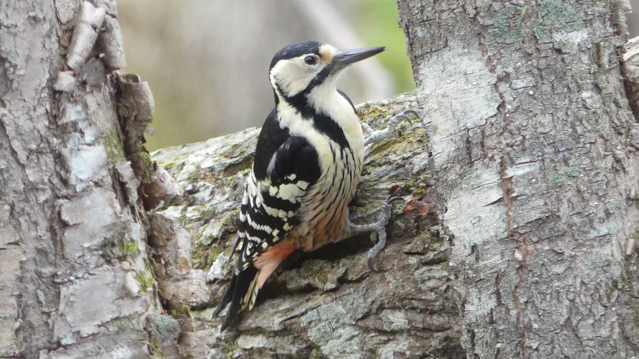 オオアカゲラ