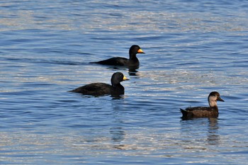 Mon, 11/4/2019 Birding report at 習志野親水護岸