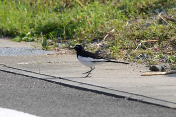 Sat, 11/2/2019 Birding report at 加木屋緑地