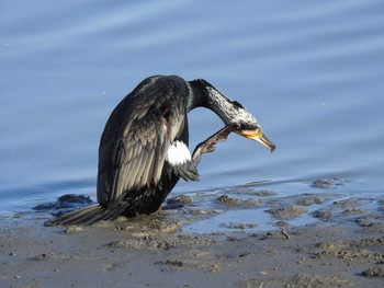 カワウ 東京港野鳥公園 2019年11月4日(月)