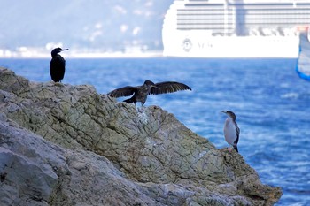 European Shag Île Sainte-Marguerite Mon, 10/14/2019