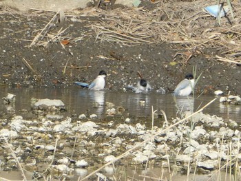 2019年11月4日(月) 葛西臨海公園の野鳥観察記録