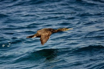 European Shag Île Sainte-Marguerite Mon, 10/14/2019