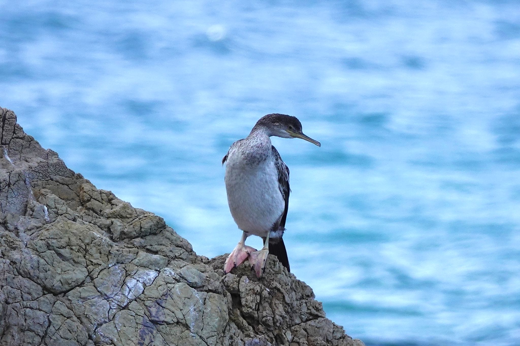 European Shag