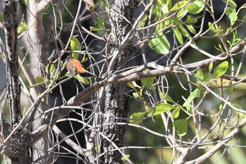 Australian Rufous Fantail