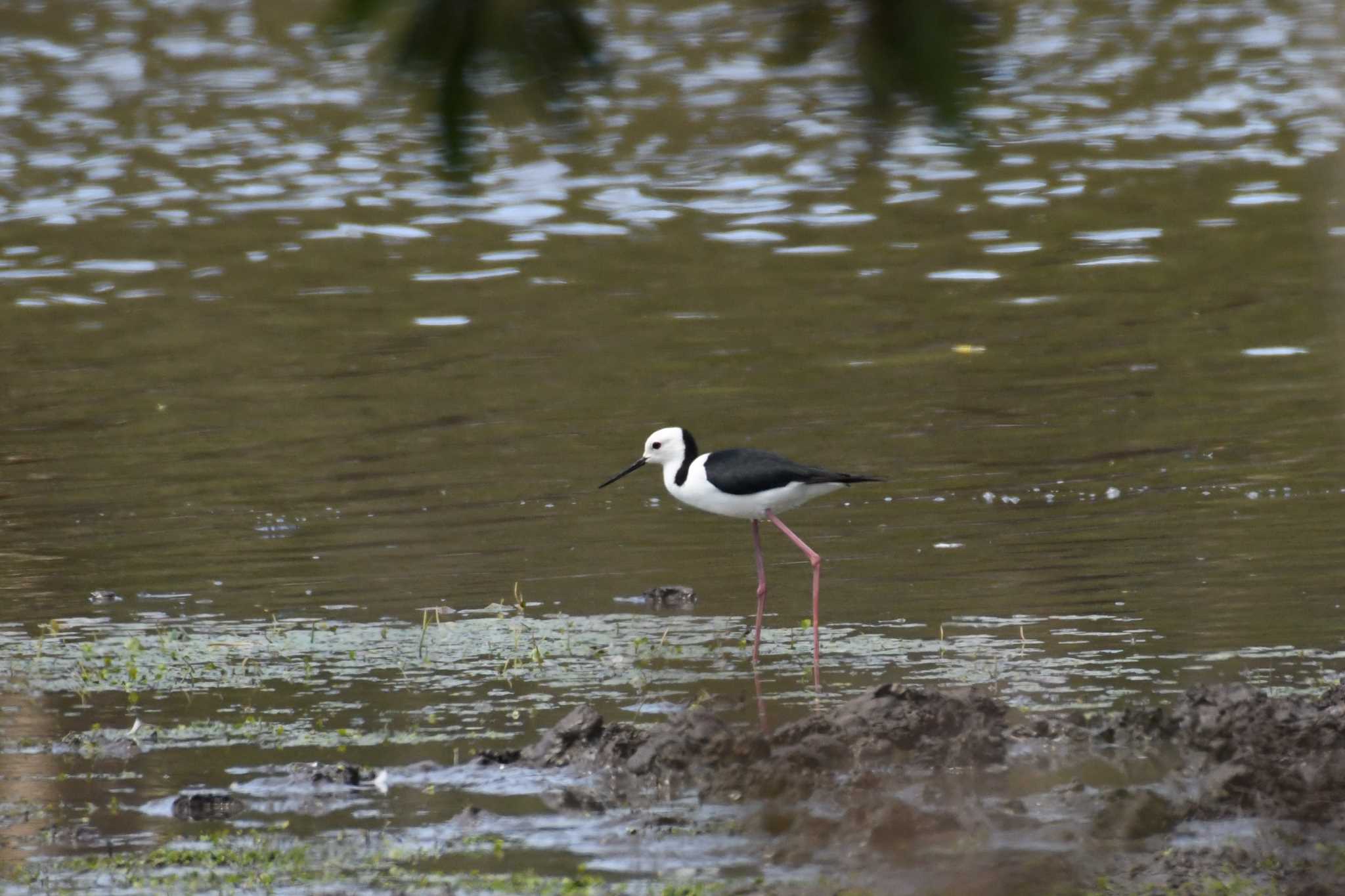 Pied Stilt