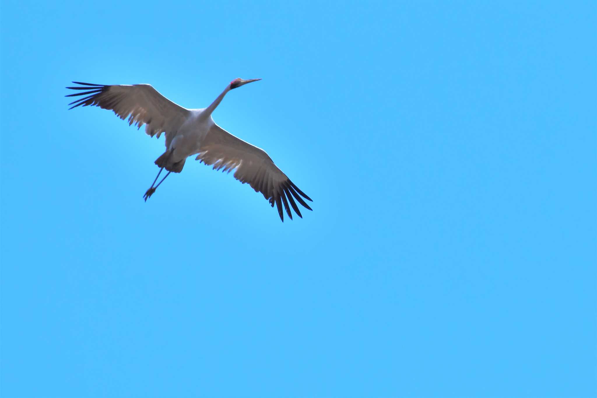 Photo of Brolga at オーストラリア,ケアンズ～アイアインレンジ by でみこ