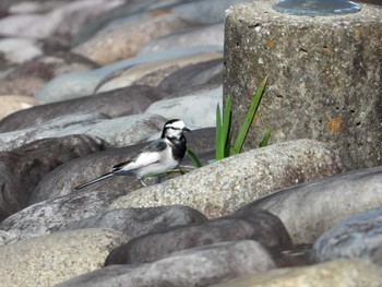 White Wagtail 多摩湖 Tue, 11/5/2019