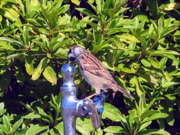 Eurasian Tree Sparrow 多摩湖 Tue, 11/5/2019