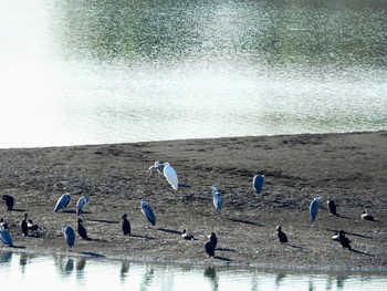 Great Egret 多摩湖 Tue, 11/5/2019