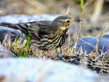 Water Pipit 多摩湖 Tue, 11/5/2019