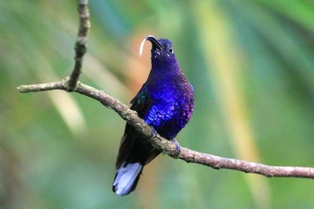 Violet Sabrewing Galería de Colibries y Restaurante Cinchona(Costa Rica) Tue, 9/24/2019