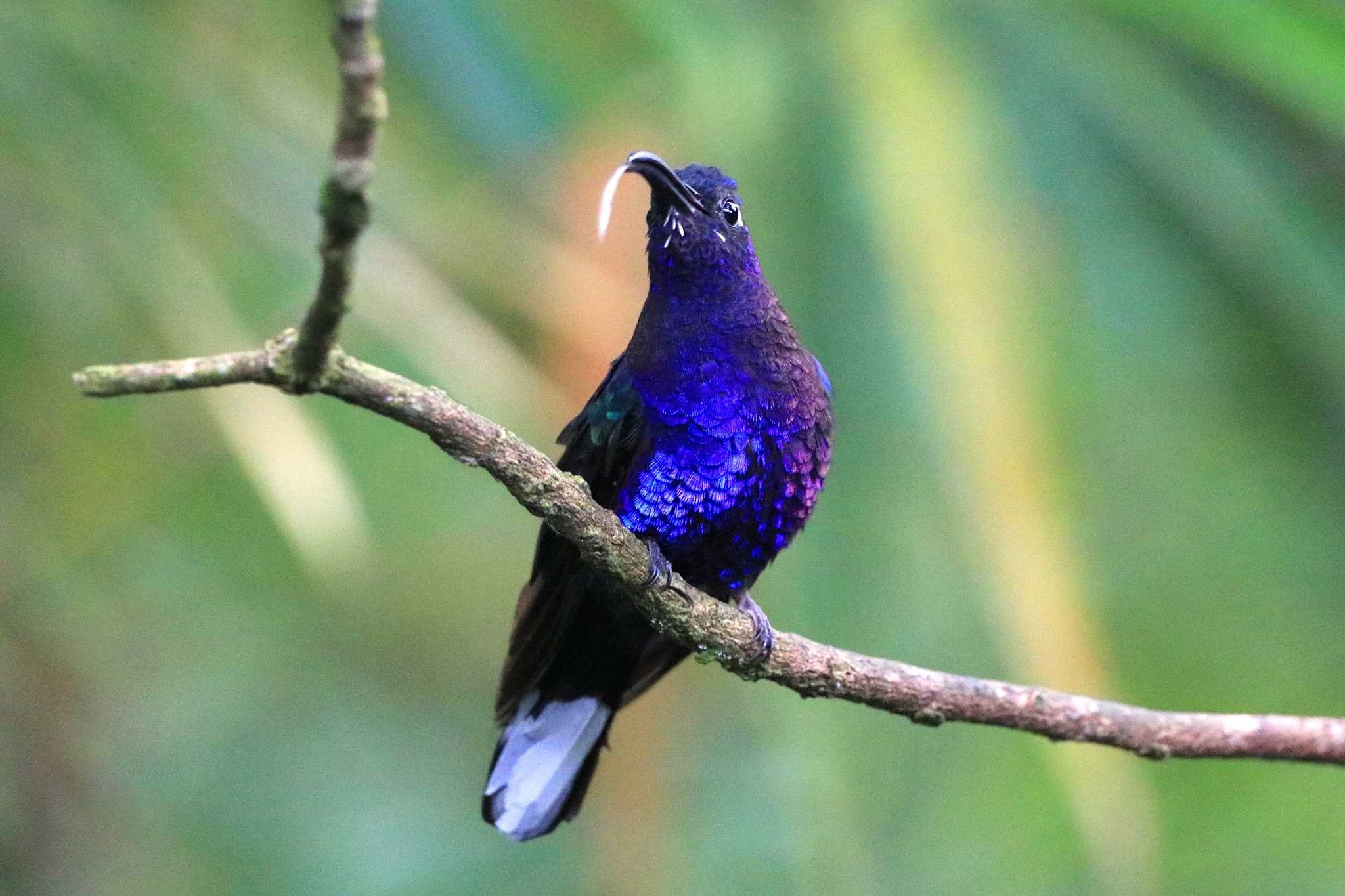 Photo of Violet Sabrewing at Galería de Colibries y Restaurante Cinchona(Costa Rica) by とみやん