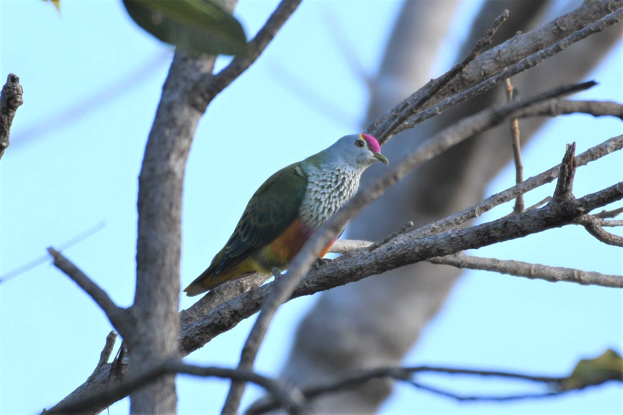 Rose-crowned Fruit Dove