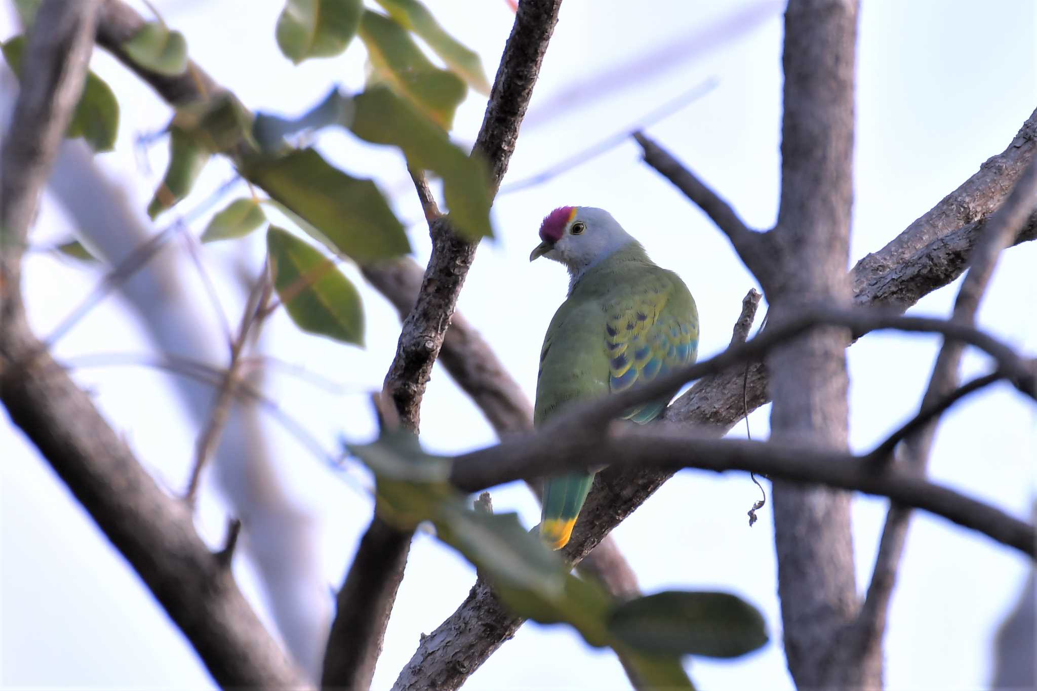 Rose-crowned Fruit Dove