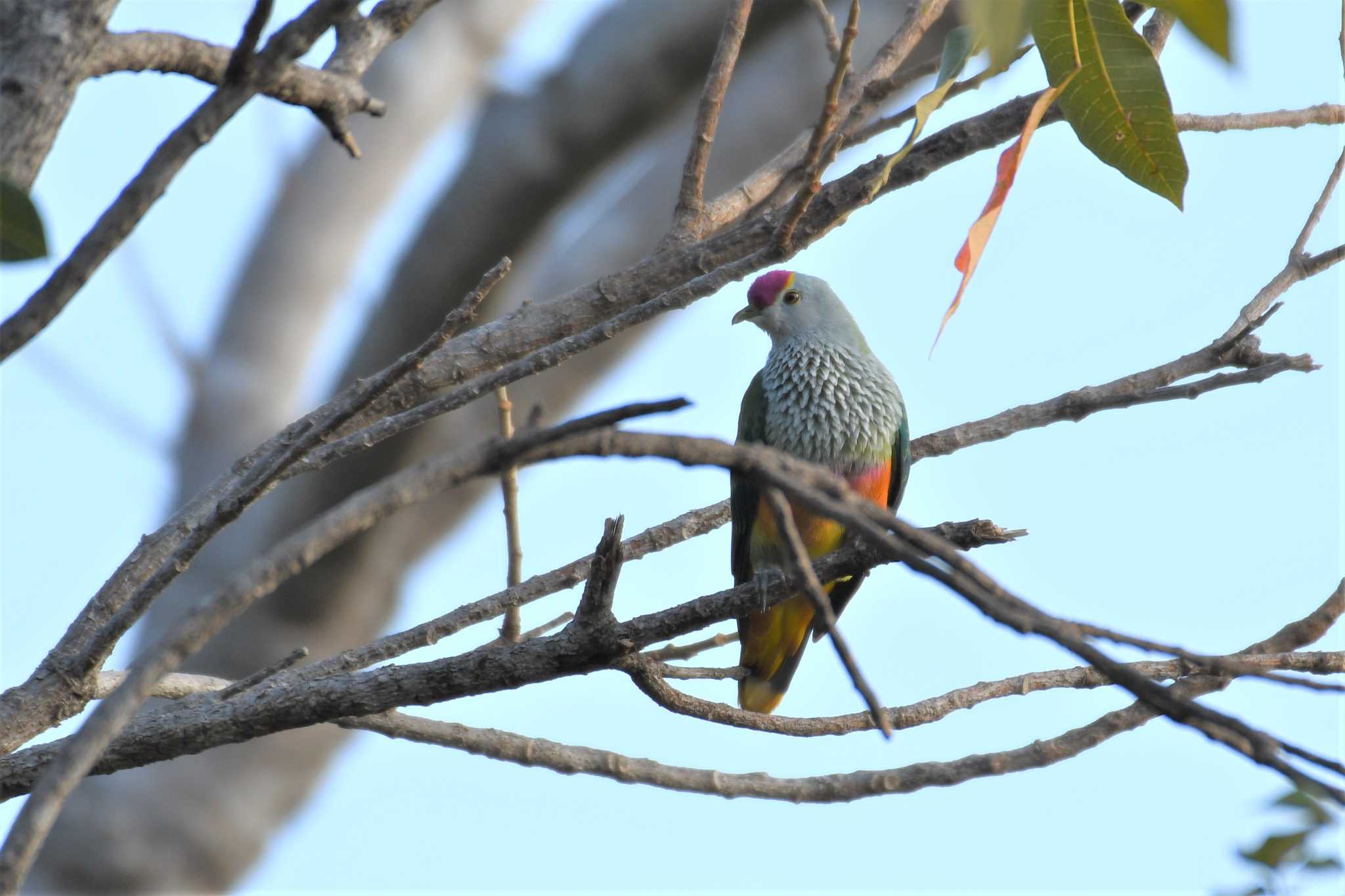 Rose-crowned Fruit Dove