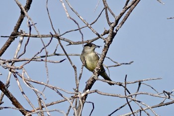 Eurasian Blackcap Île Sainte-Marguerite Mon, 10/14/2019