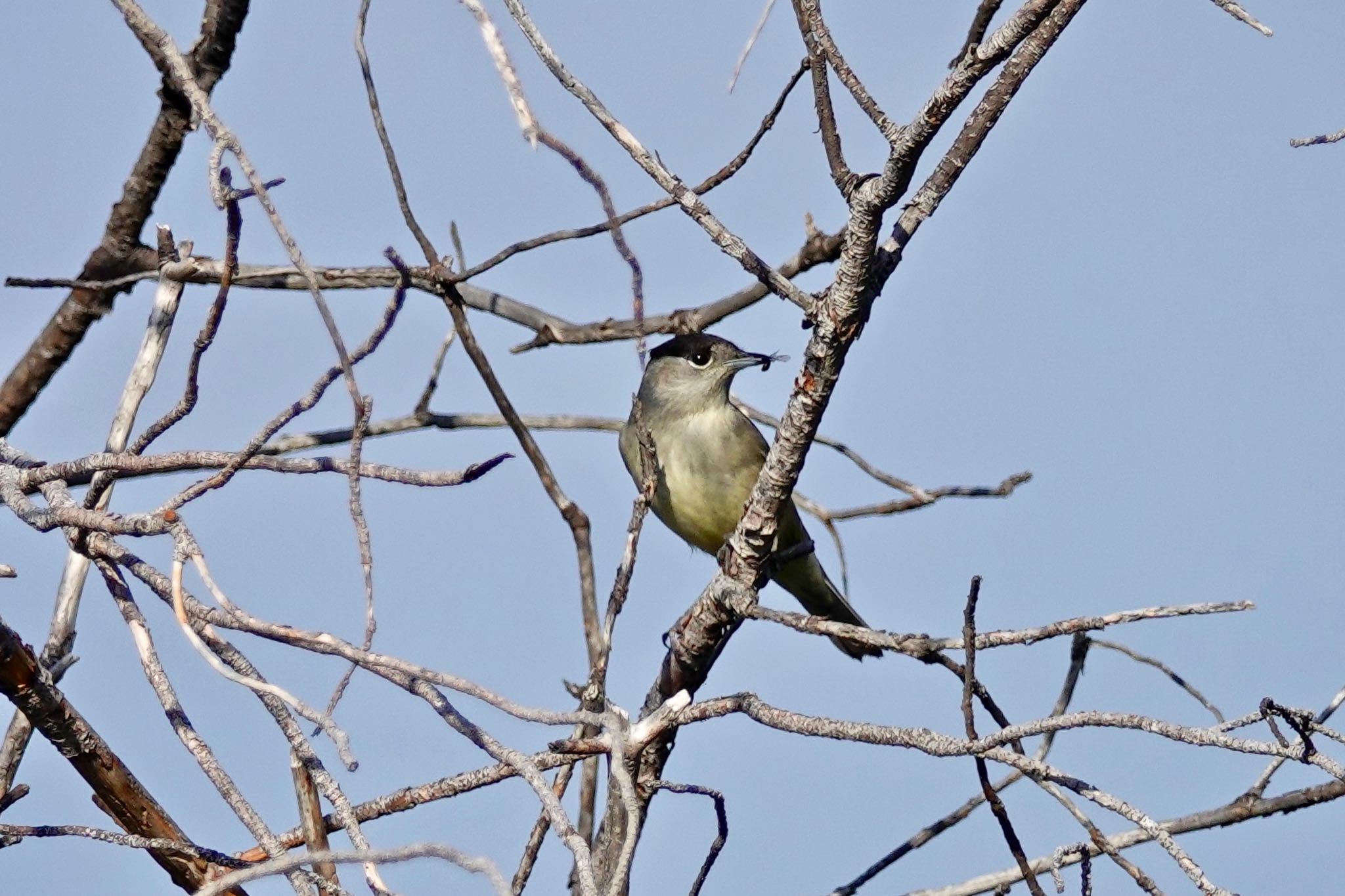 Photo of Eurasian Blackcap at Île Sainte-Marguerite by のどか