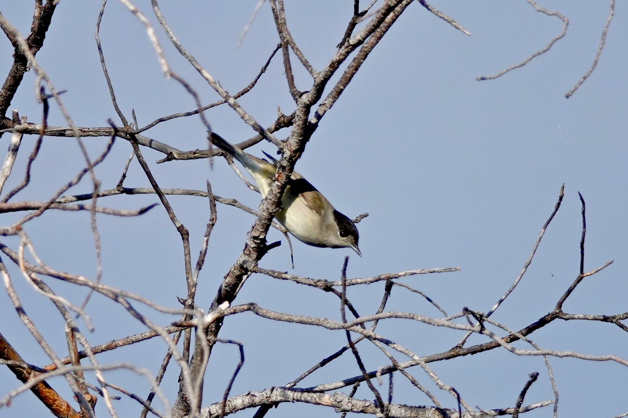 Photo of Eurasian Blackcap at Île Sainte-Marguerite by のどか