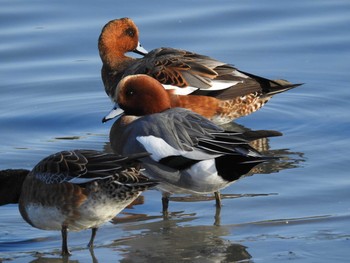 ヒドリガモ 東京港野鳥公園 2019年11月4日(月)