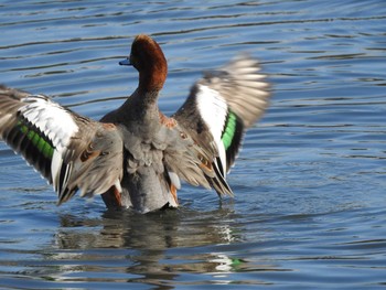 ヒドリガモ 東京港野鳥公園 2019年11月4日(月)