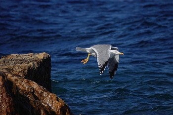 Yellow-legged Gull Île Sainte-Marguerite Mon, 10/14/2019