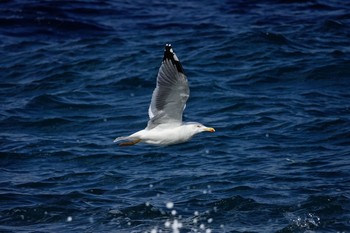 Yellow-legged Gull Île Sainte-Marguerite Mon, 10/14/2019