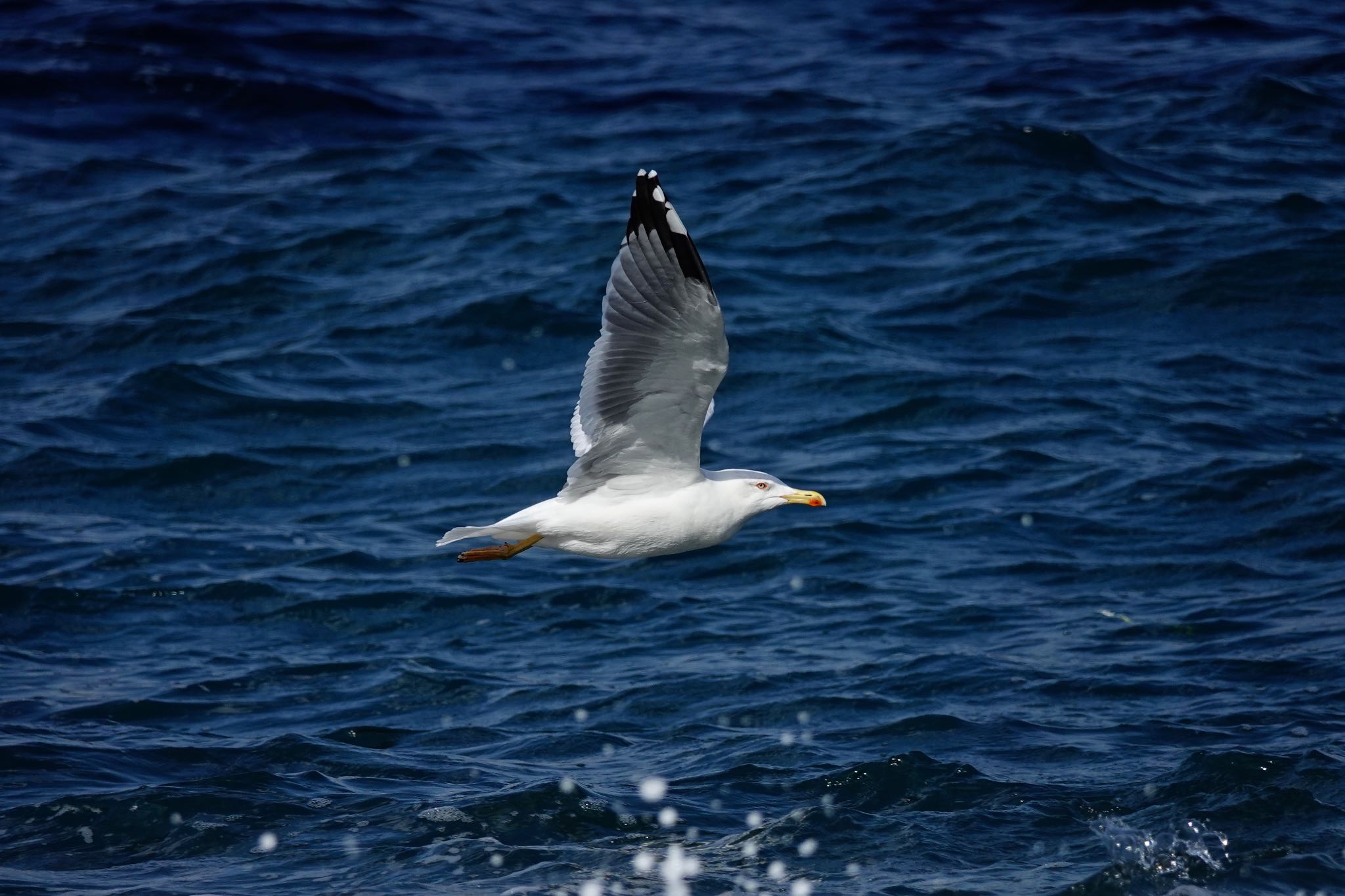 Photo of Yellow-legged Gull at Île Sainte-Marguerite by のどか