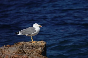 Yellow-legged Gull Île Sainte-Marguerite Mon, 10/14/2019