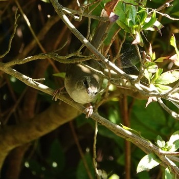 Japanese Bush Warbler 稲佐山 Tue, 11/5/2019