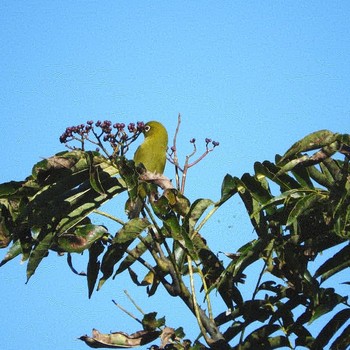 Warbling White-eye 稲佐山 Tue, 11/5/2019