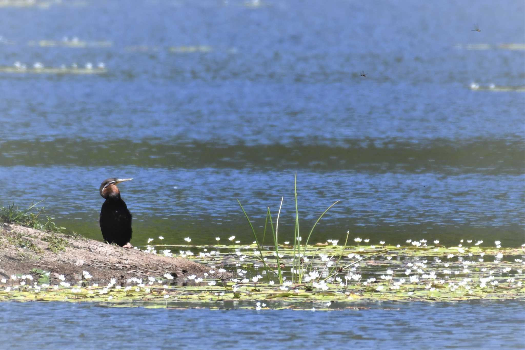 Photo of Australasian Darter at オーストラリア,ケアンズ～アイアインレンジ by でみこ