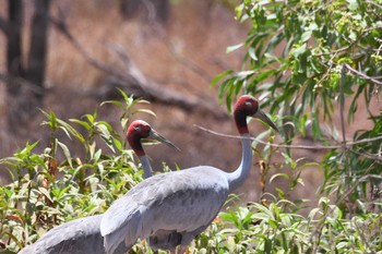 Sarus Crane