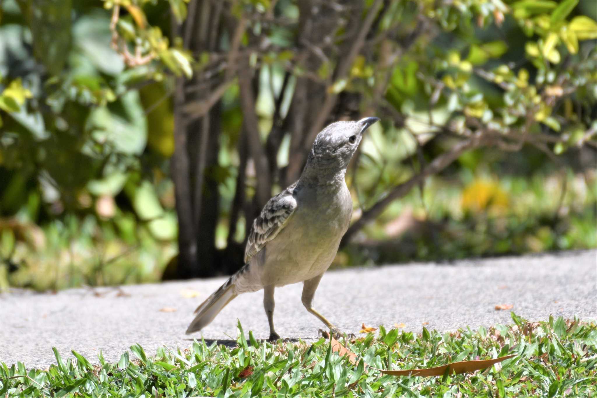 Great Bowerbird