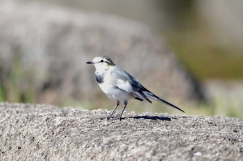 ハクセキレイ 大高緑地公園 2019年11月5日(火)