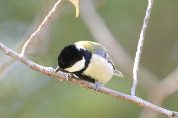 シジュウカラ 大高緑地公園 2019年11月5日(火)